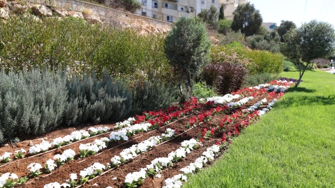 גינון כניסה לעיר (7).JPG